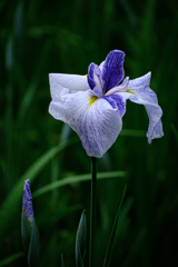 今年も逢いに菖蒲の花＃１０