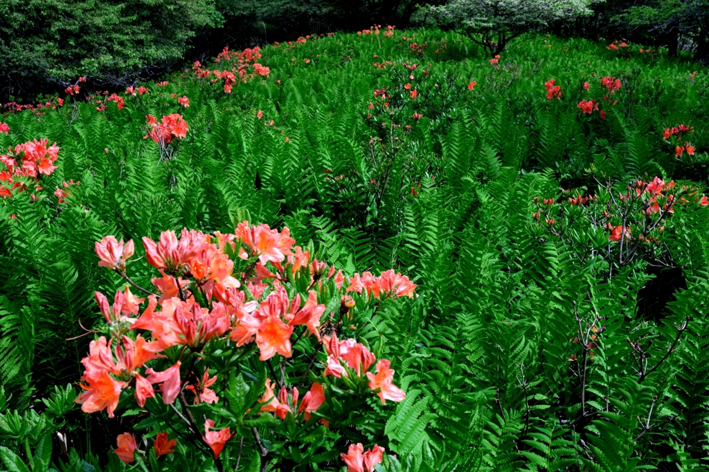 レンゲツツジと富士山＃４