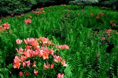 レンゲツツジと富士山＃４