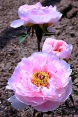 見頃を迎えた花牡丹#8