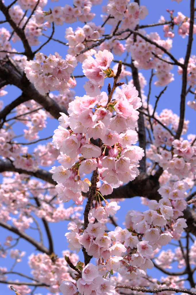 早咲きサクラが見頃＃３