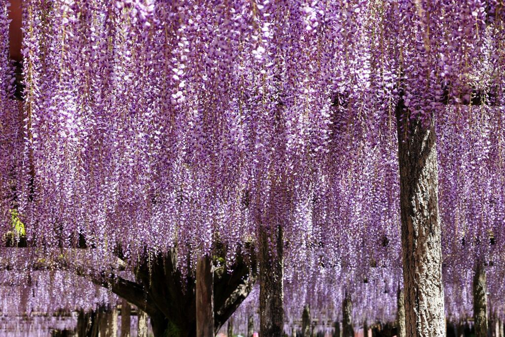 津島市・天王川の藤の花＃９