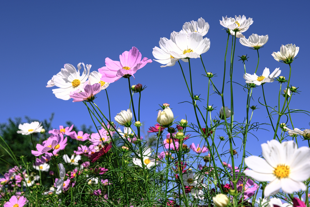 油ヶ淵水辺公園のコスモス＃６