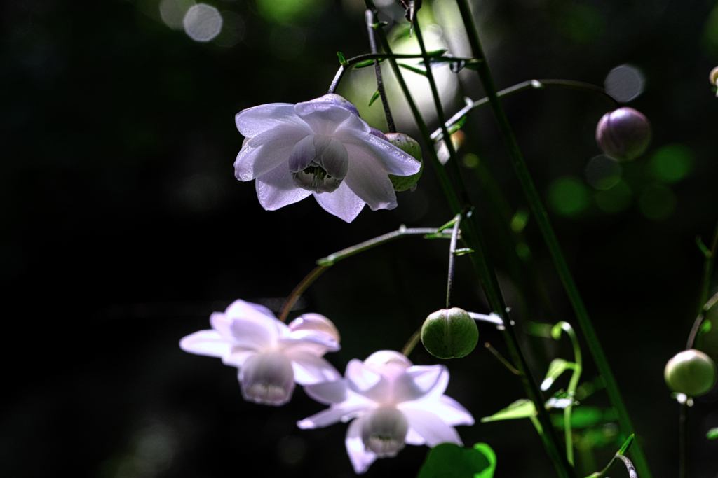 今年もレンゲショウマに逢いに＃４