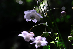 今年もレンゲショウマに逢いに#4