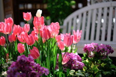 春はウキウキ花の季節＃７