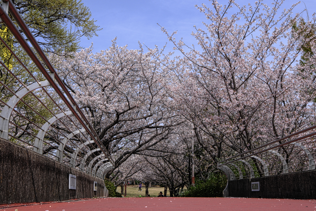 明石公園のサクラとおとぎ列車＃８