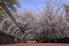 明石公園のサクラとおとぎ列車＃８