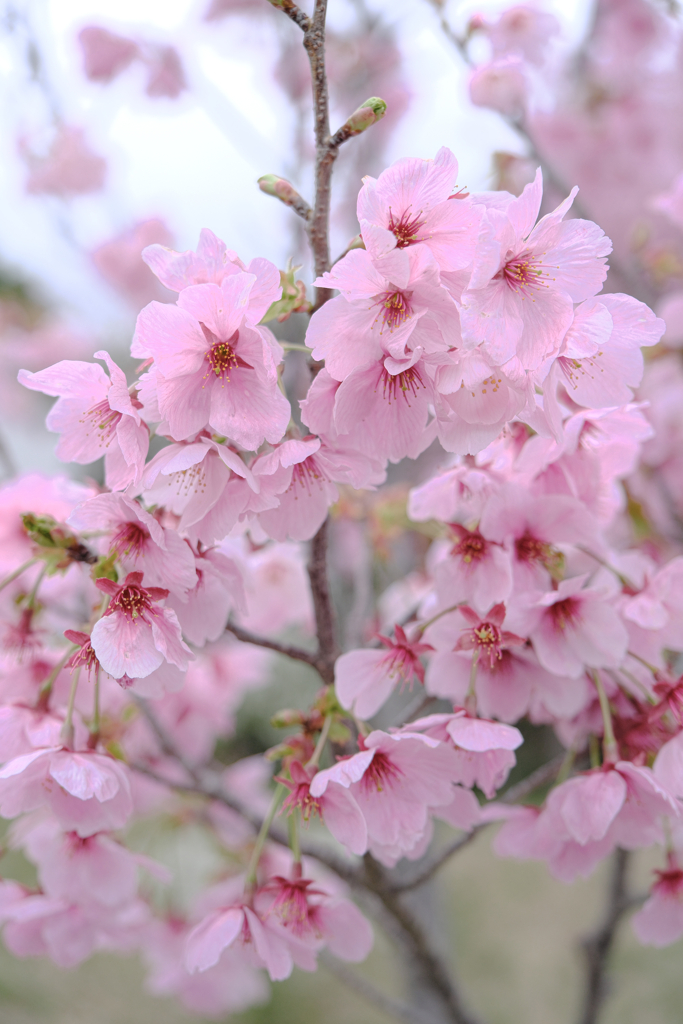 見頃を迎えた陽光サクラ＃４