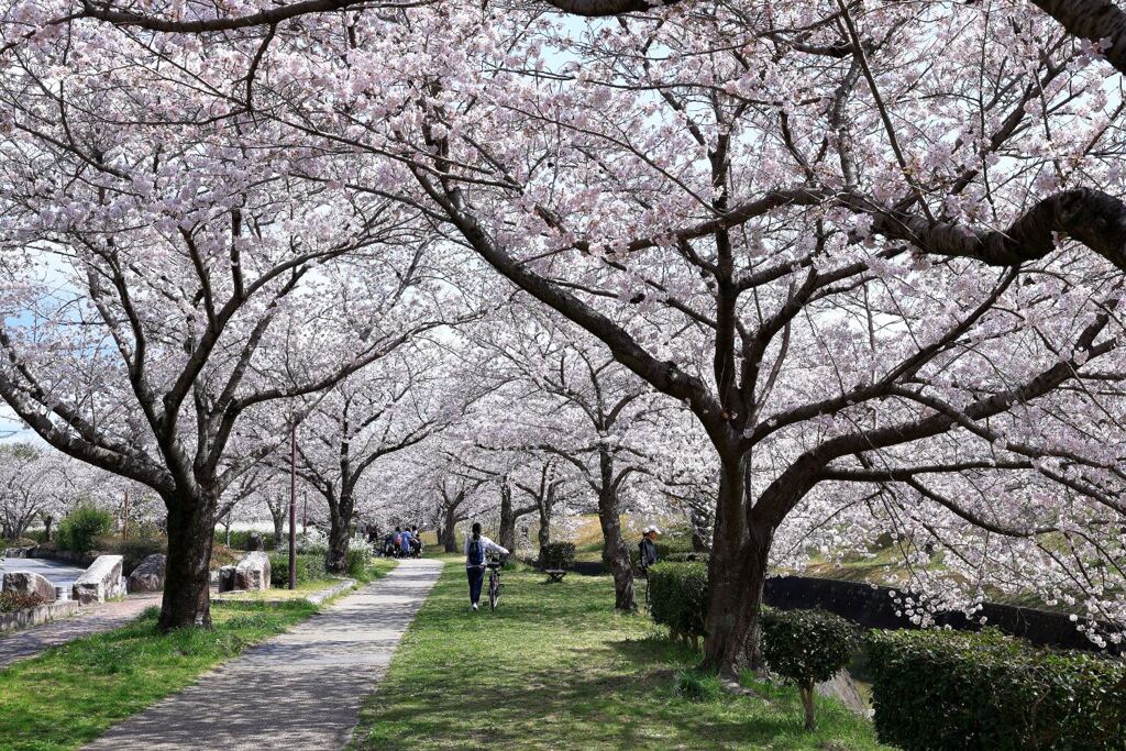 ソメイヨシノが満開のサクラ並木＃１