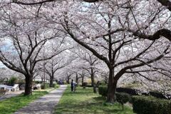 ソメイヨシノが満開のサクラ並木#1