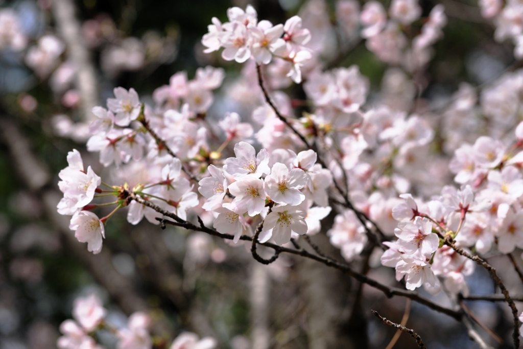 近所の神社で咲き始めたサクラたち＃２