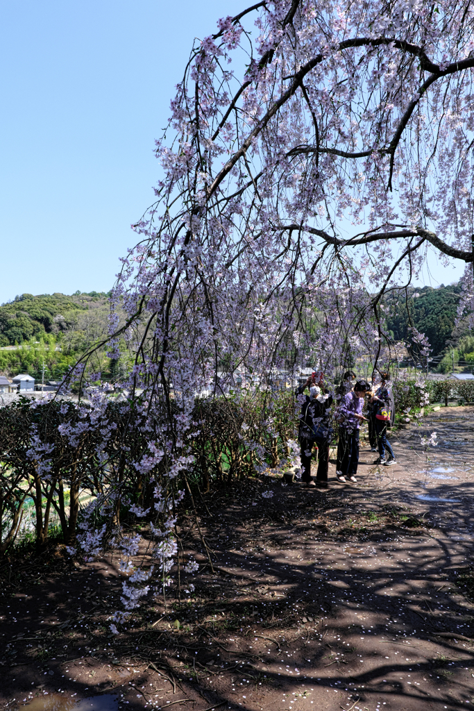 散り際の奥山田枝垂れサクラ＃４