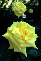 ミササガパークの薔薇が見頃＃５