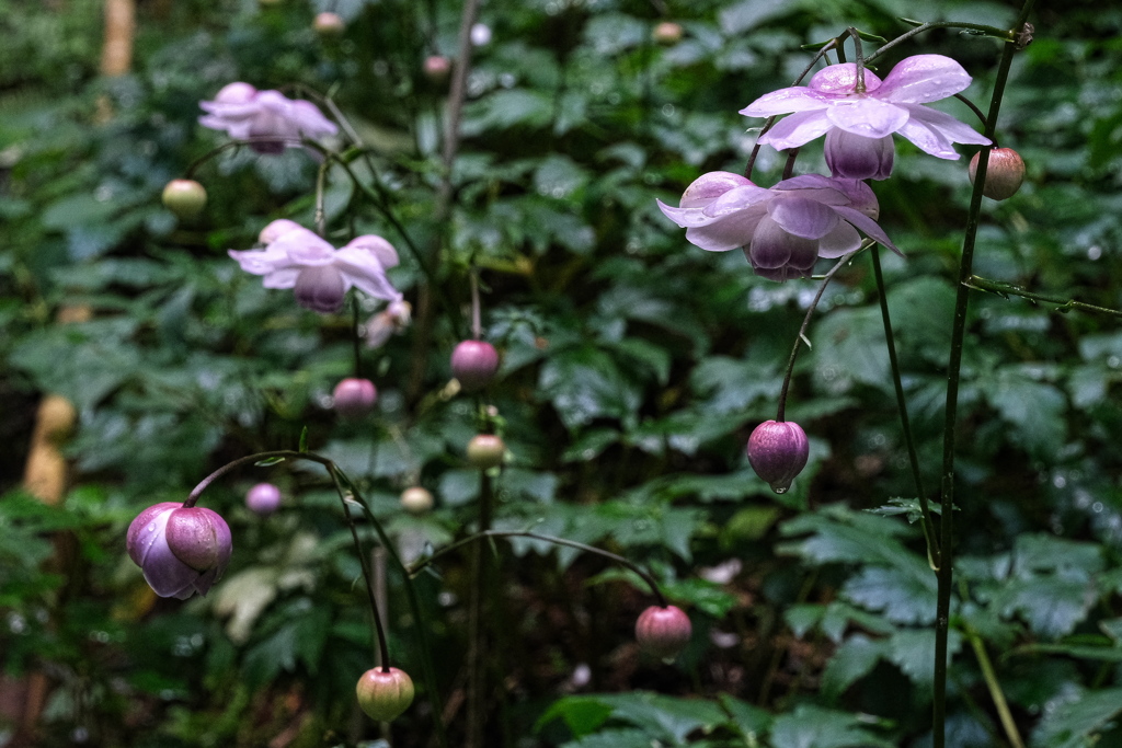 今年も逢えました～＃７