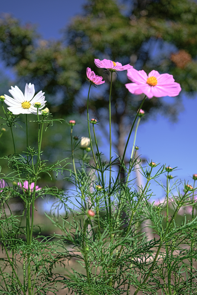 油ヶ淵水辺公園のコスモス＃９