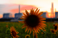 夕景のヒマワリと火力発電所・リベンジ撮影＃１０