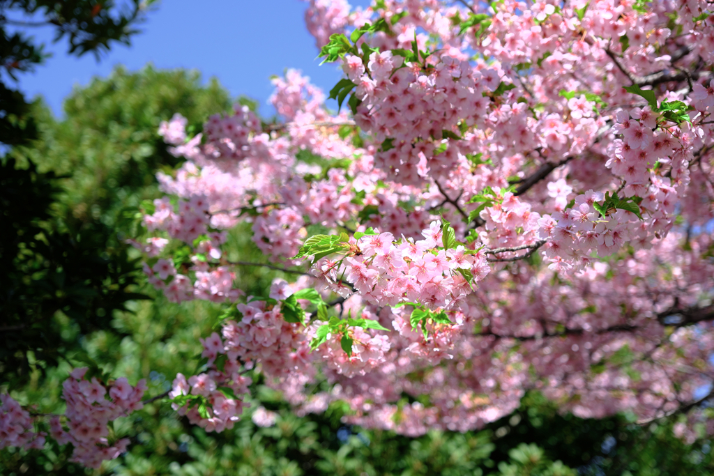 なばなの里・春真っ盛り＃２