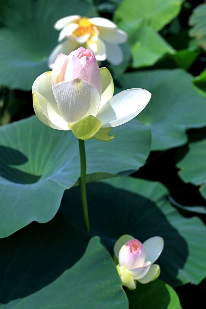 見頃を迎えたハスの花たち＃１０