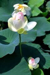 見頃を迎えたハスの花たち＃１０