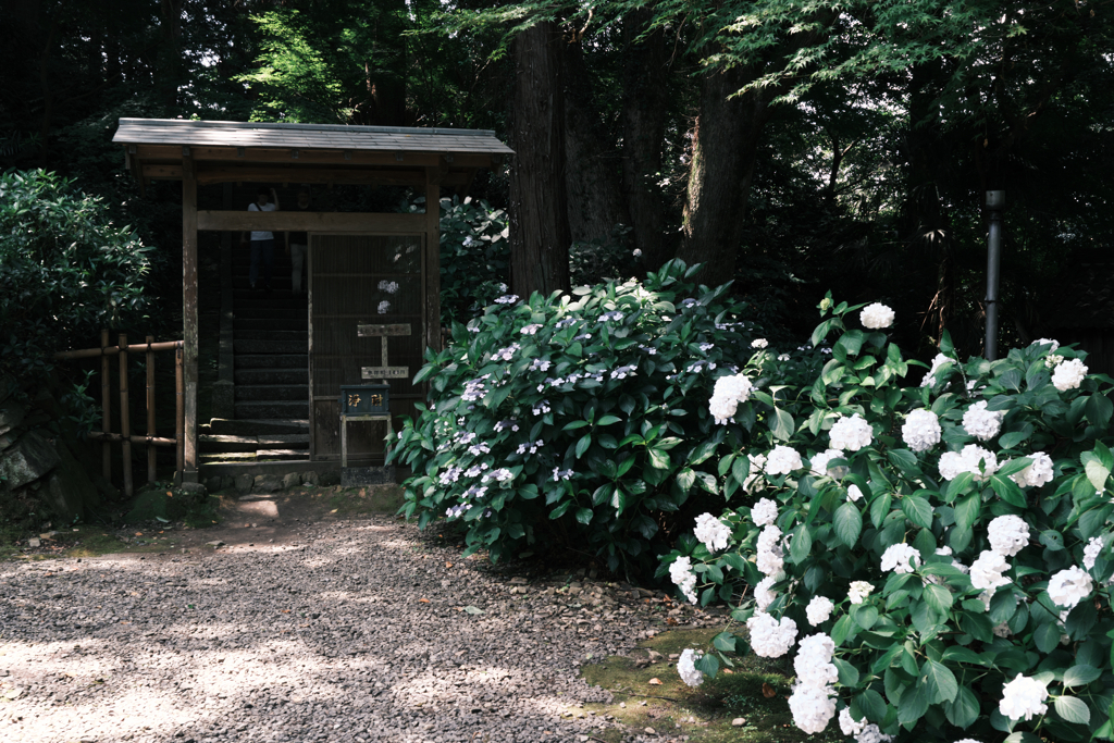 『本光寺』の紫陽花＃３