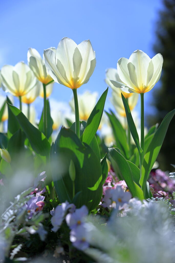 春爛漫のデンパーク安城＃６