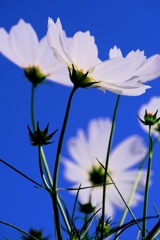 油ヶ淵水辺公園のコスモスたち#2