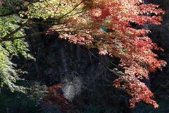 見頃を迎えた松平郷の紅葉#5