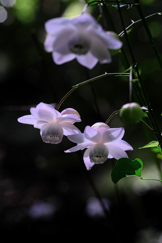 今年もレンゲショウマに逢いに＃６