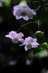 今年もレンゲショウマに逢いに#6