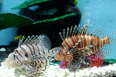 水族館魚たちの撮影＃５