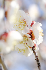 岡崎南公園葵梅林ロケハン＃２