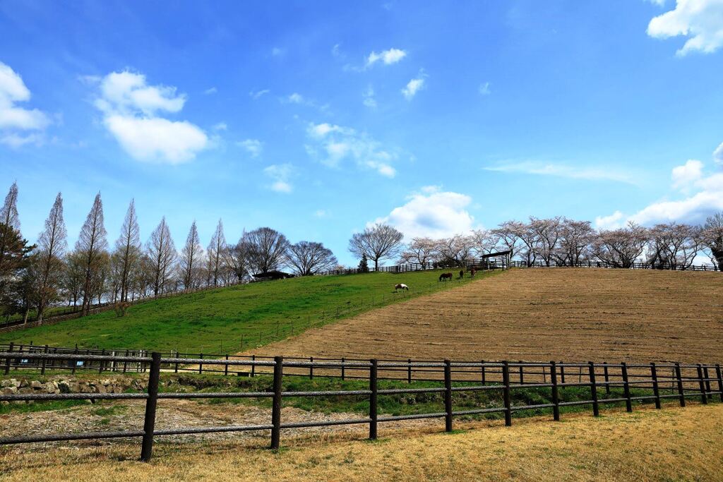 春爛漫の鞍ヶ池公園＃８