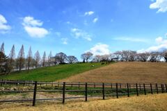 春爛漫の鞍ヶ池公園#8