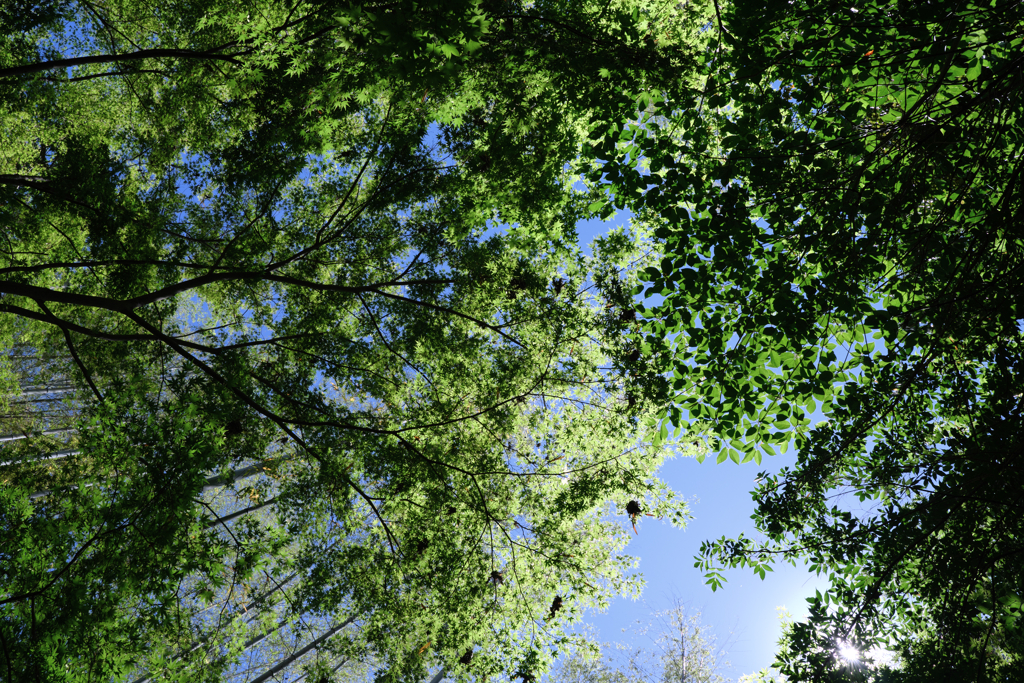 新緑眩しい丈山苑（Part2）＃９