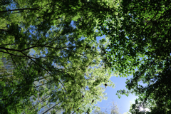 新緑眩しい丈山苑（Part2）＃９