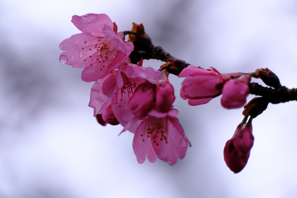 やっと咲き始めた寒緋桜＃４