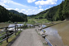 新城市・四谷千枚田棚田＃５