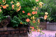 あおいパークで出会った花たち＃１０