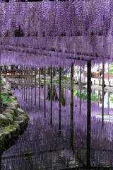 散り始めの藤撮影＃７