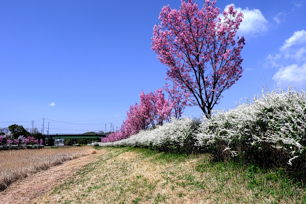見頃の陽光桜並木道＃６