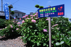 隣街の小さなお寺の紫陽花＃２