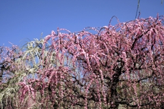 枝垂れ梅の花吹雪#7