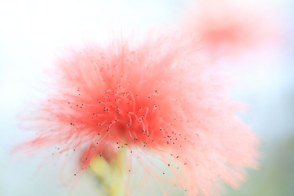 季節を先取り温室の花たち＃９