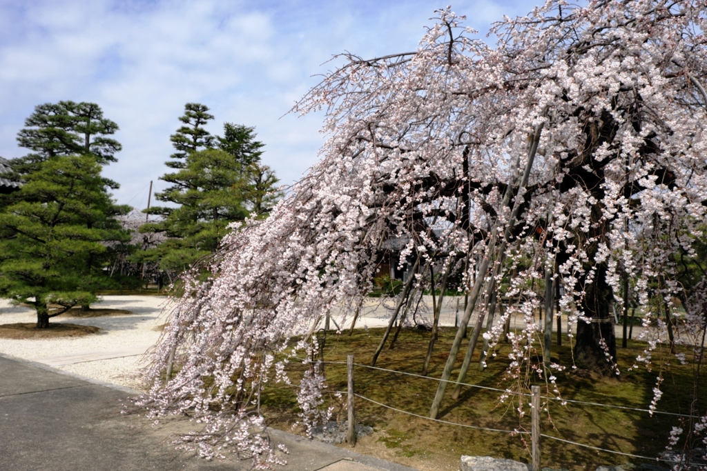 地面を這いつくばう枝垂れ桜＃１