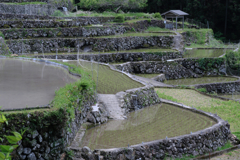 田植え時期の四谷千枚田棚田＃６