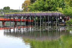 津島市・天王川の藤まつり＃１