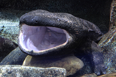 水族館魚たちの撮影＃１０