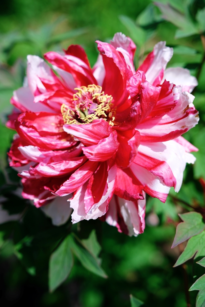 見頃を迎えた花牡丹＃９