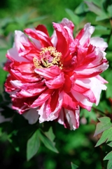 見頃を迎えた花牡丹#9